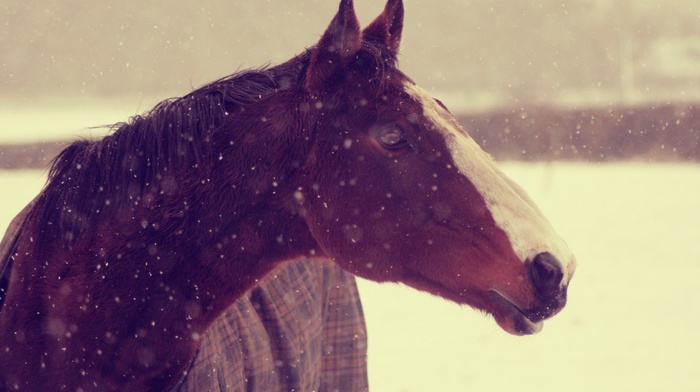 background, snow, wallpaper, horse, muzzle, animals, winter