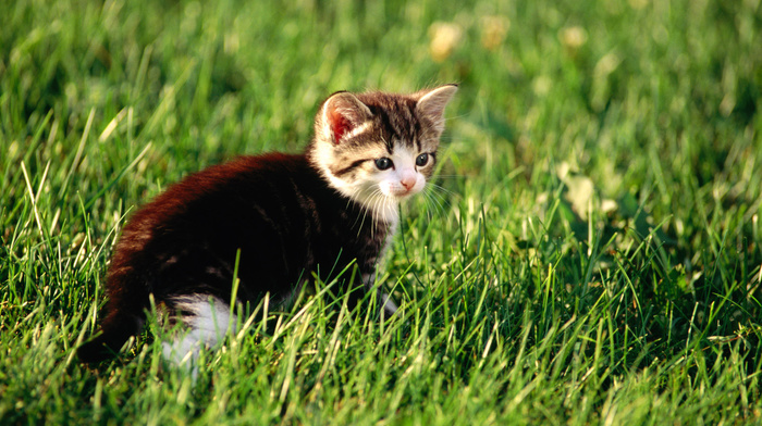 kitten, cat, animals, grass