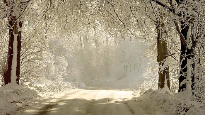 forest, snow, winter