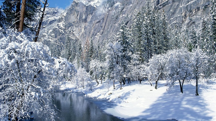 snow, forest, winter