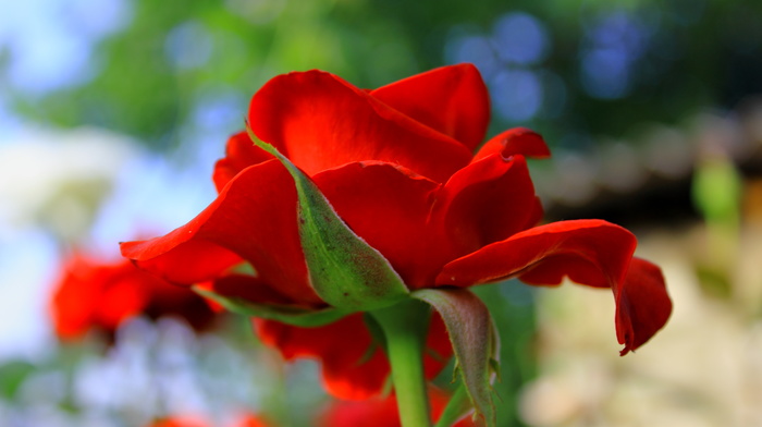 flowers, rose