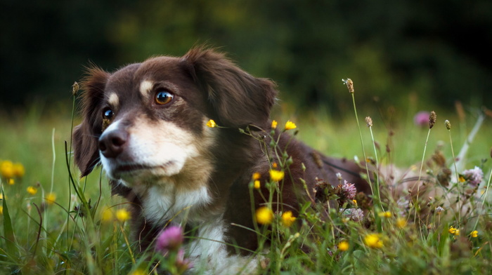 nature, animals, dog