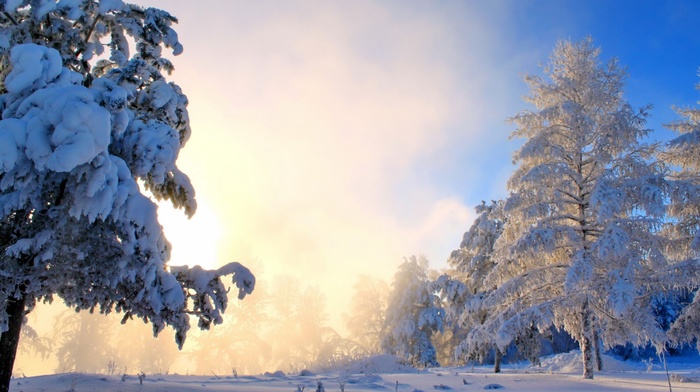 sunset, frost, light, forest, snow, winter