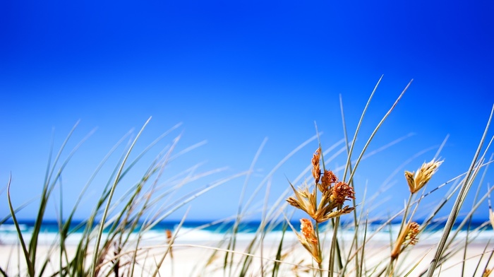 grass, stunner, ocean, sky