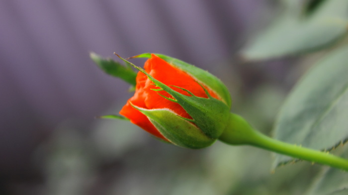 rose, red, flowers