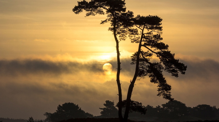 tree, landscape, sky, nature