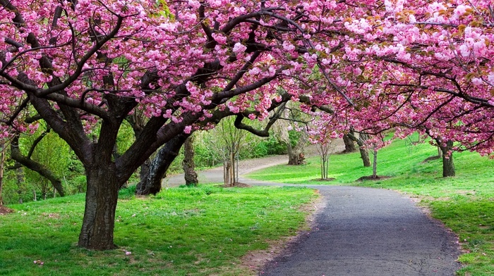 spring, park, nature, pink, flowers
