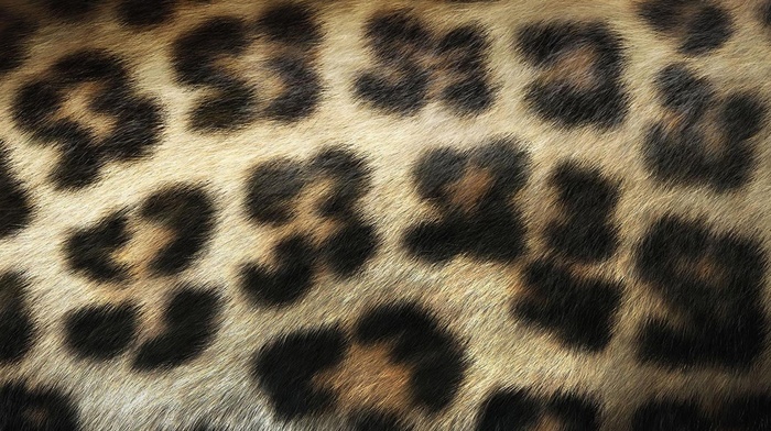 stunner, texture, macro, leopard