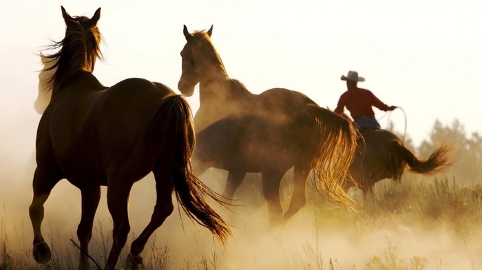 western, cowboys, horse, animals