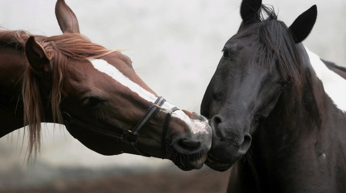 love, horse