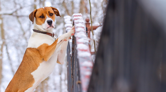 dog, animals, fence, sight