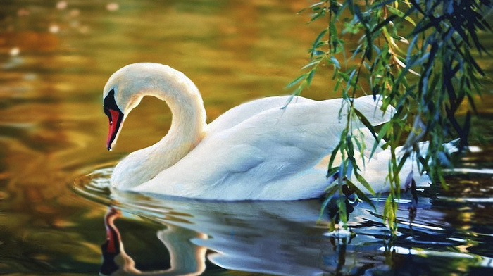animals, nature