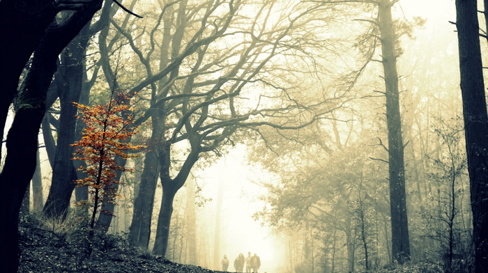 forest, trees, nature, mist