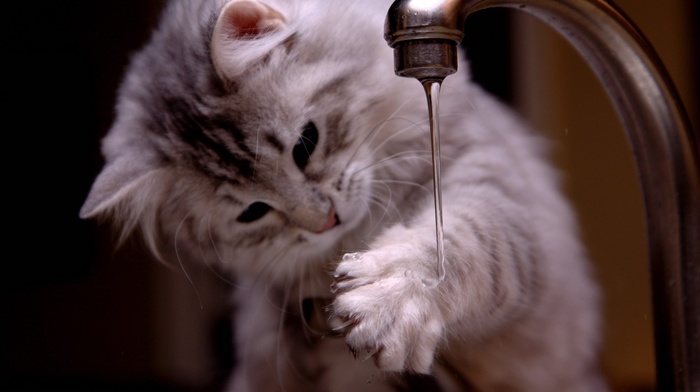 kitten, animals, water