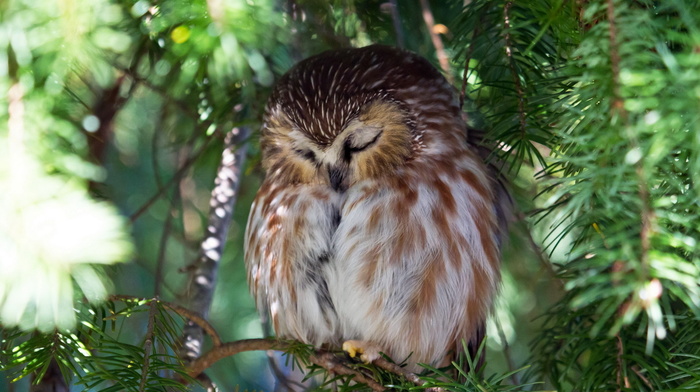 nature, animals, owl, tree