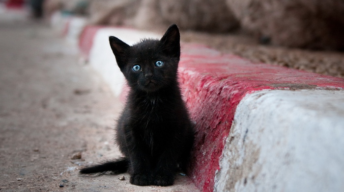 alone, street, animals