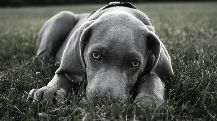 Weimaraner, dog, blue eyes