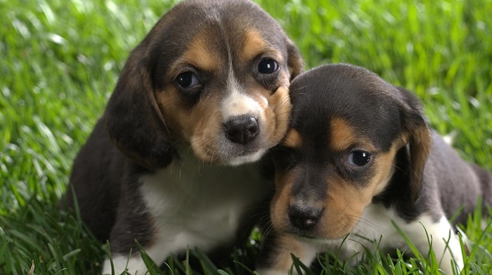 puppies, Beagles