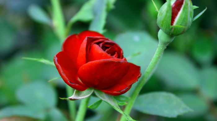 flowers, rose