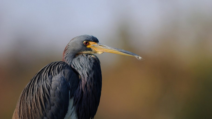 minimalism, bird, background