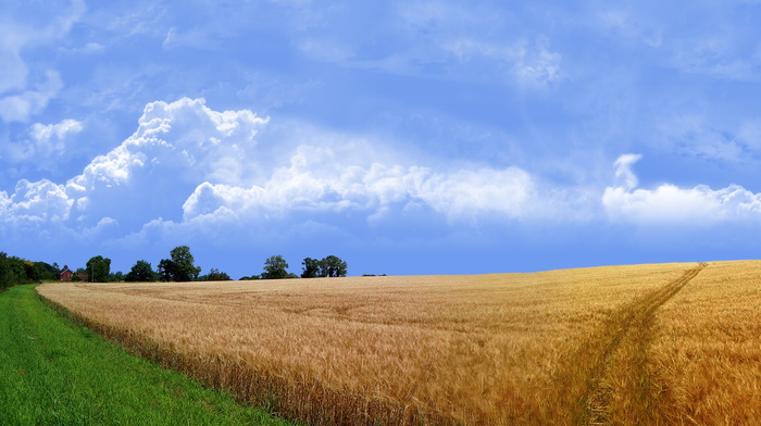 nature, grass, field