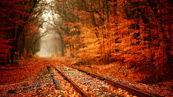 forest, railway