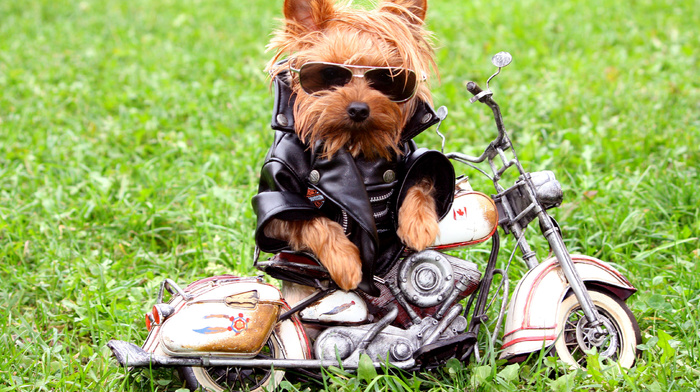 jacket, dog, glasses, motorcycle, grass, animals