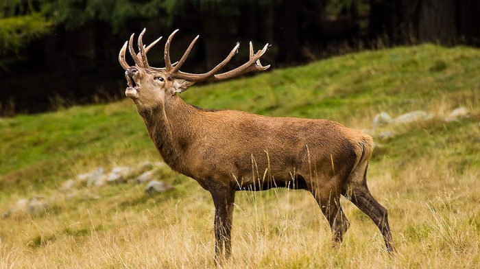 glade, deer, animals