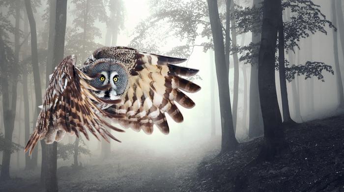 owl, animals, forest