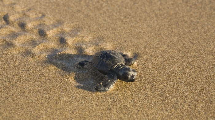 turtle, sand