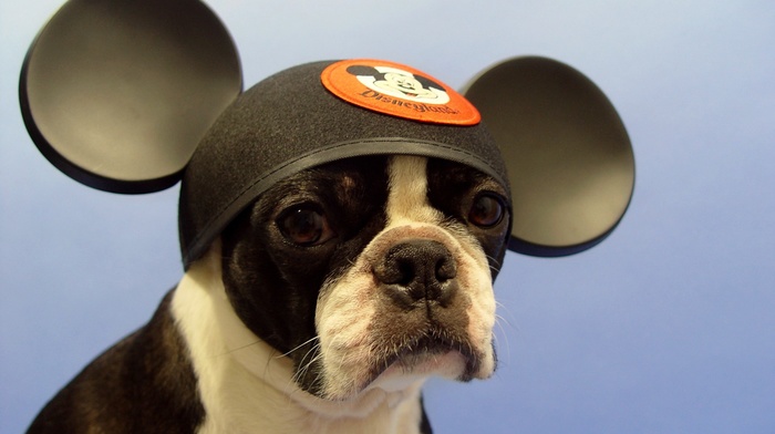 dog, Boston Terrier