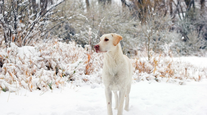 animals, dog, winter