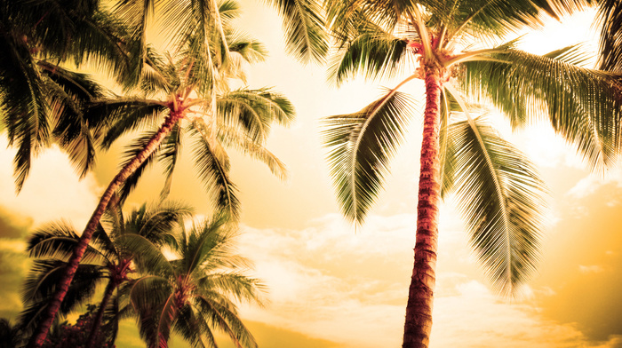 palm trees, nature, palm, evening, summer