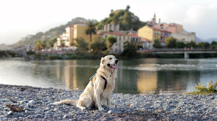 river, dog, city, animals