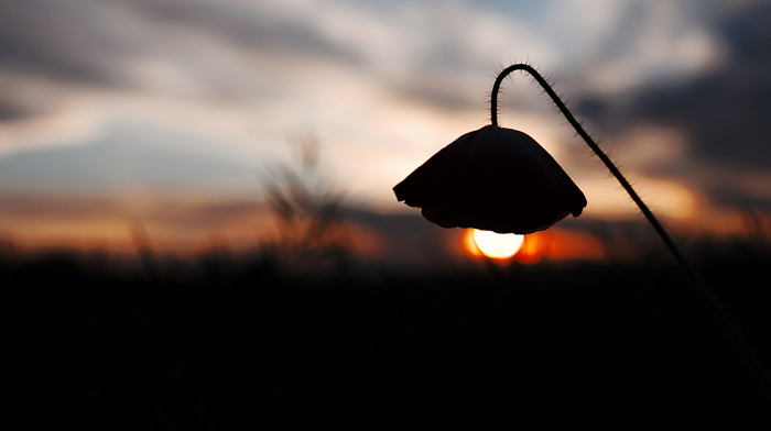 landscape, flower, nature, sunset