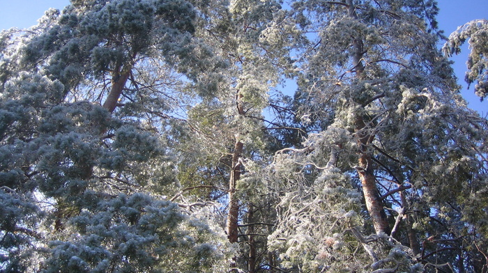 winter, pine trees