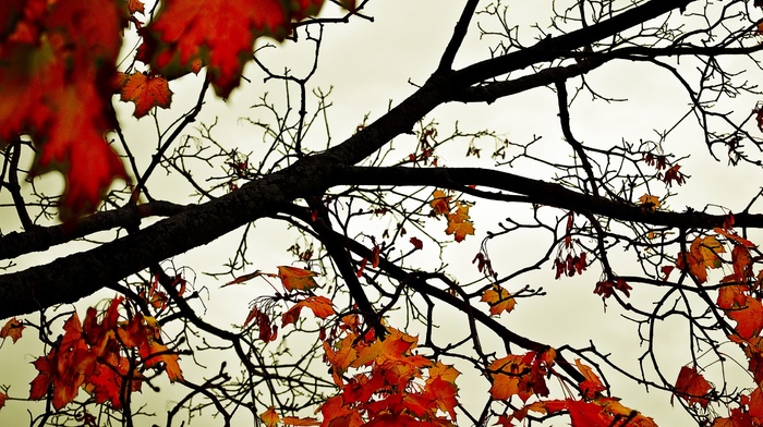 fall, leaves, branch