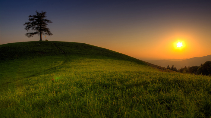 nature, tree, trees, grass