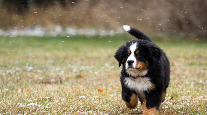 dog, snow, field, animals