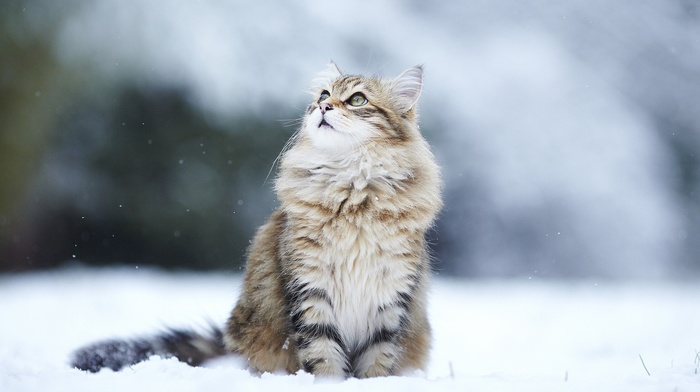 looking up, snow, cat, animals