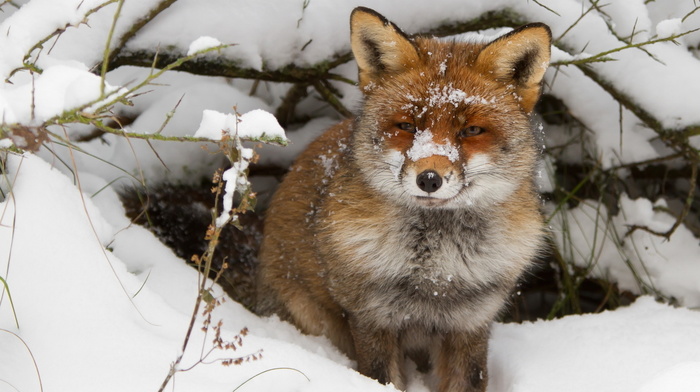 fox, winter, snow, animals