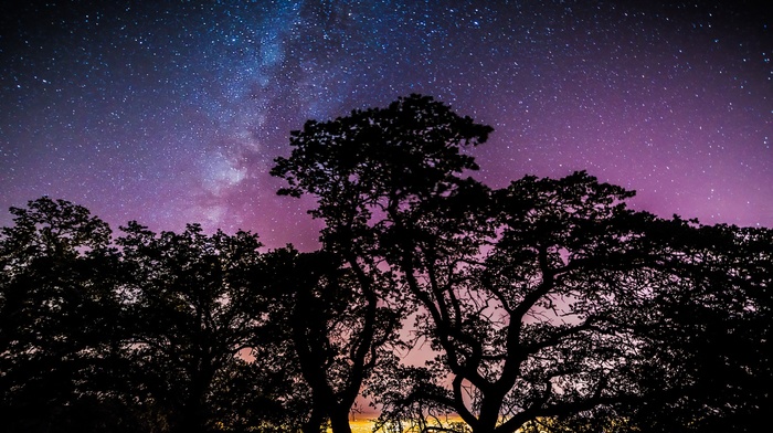 trees, stars, galaxy