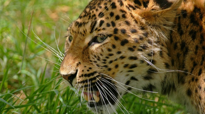 leopard, predator, grass, muzzle, photo, animals