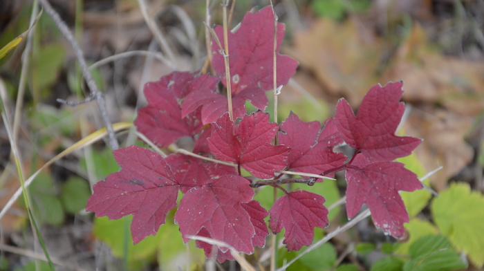 nature, autumn