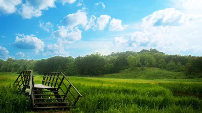grass, nature