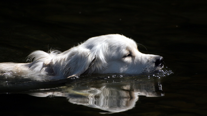 animals, water, dog