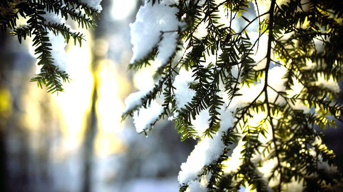 fir-tree, Sun, winter, snow, nature