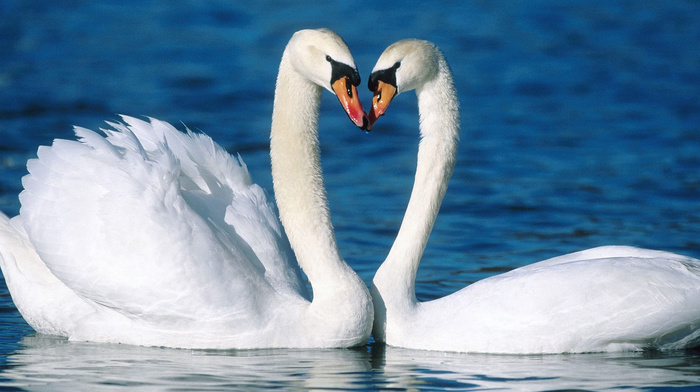 animals, birds, couple, stunner, love