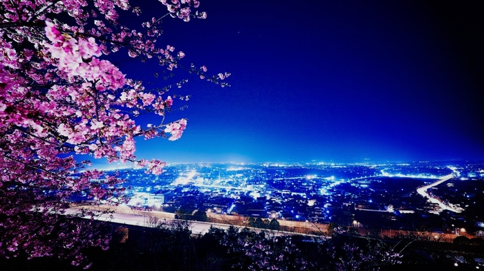 lights, city, sakura, cities, night