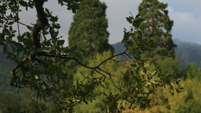 nature, autumn